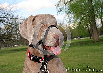 Dog with Training Collar