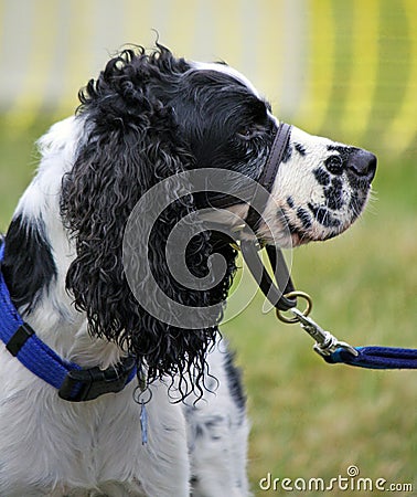 Dog training collar