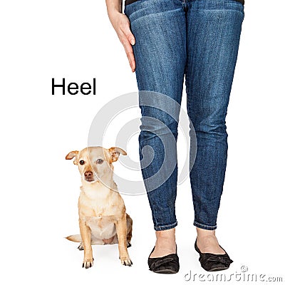 heel command heel command stock photo image 48718209 heel command heel command stock photo image 48718209