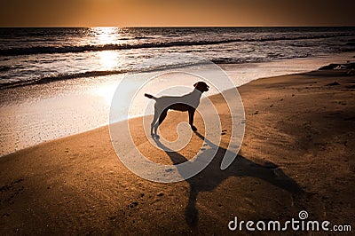 Dog at tropical beach under evening sun