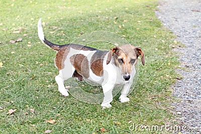 Dog of type dachshund