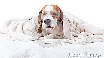 Dog under a blanket on white