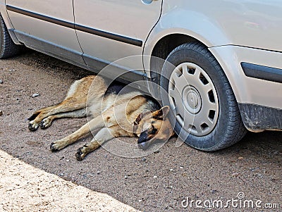 Dog under car
