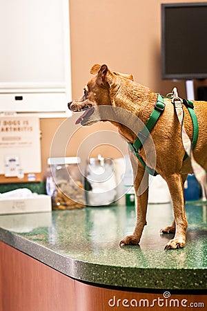 Dog on veterinarian s exam table