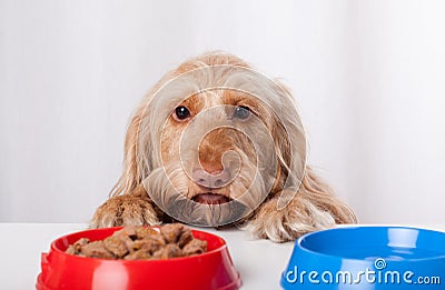 Dog waiting impatiently for food