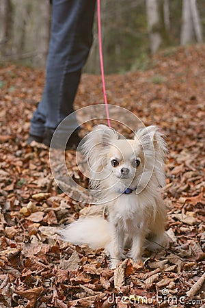 A dog walk in autumn