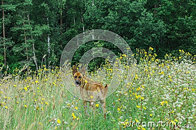 Dog on walk in countryside