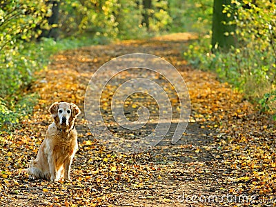 Dog on walk in park