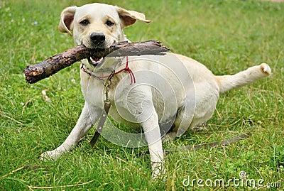 Dog for a walk with stick