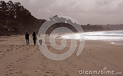 Dog walker paradise on the beach