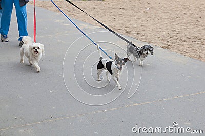 Dog walker with three dogs