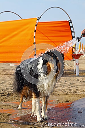 Dog wash