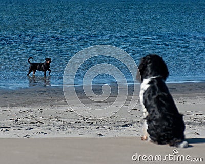 Dog watching bather dog