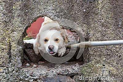 Dog watching through a hole in a wall