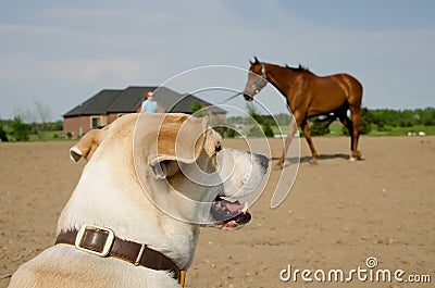 Dog watching horse training