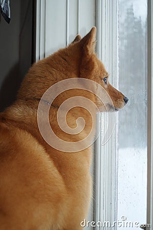 Dog watching through window