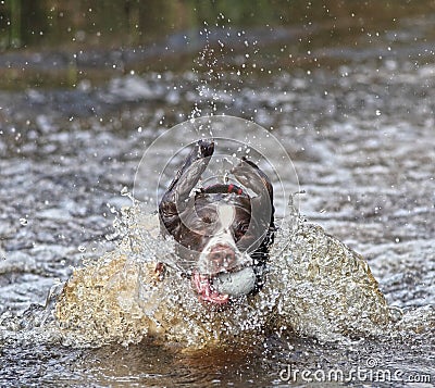 Dog in water with ball