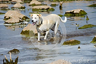Dog in water with river rocks