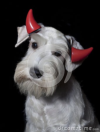 Dog wearing red devil horns