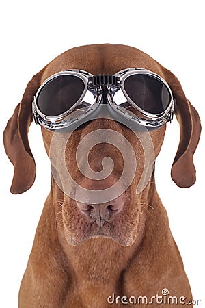 Dog wearing vintage motorbike glasses