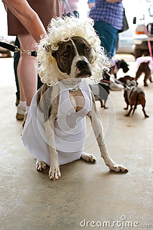 Dog Wears Marilyn Monroe Costume In Contest