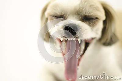 Dog on white background