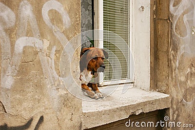 Dog in a window