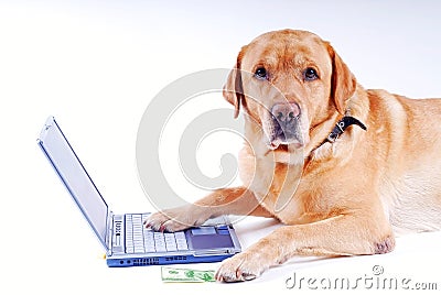 Dog works at a laptop