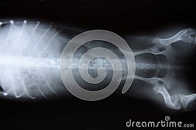 Dog x-ray