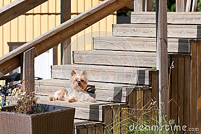 Dog Yorkshire Terrier lying on the wooden steps