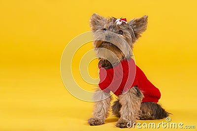 Dog yorkshire terrier in clothes