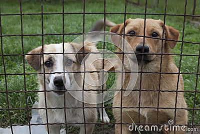 Dogs behind a fence