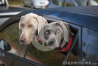 Dogs in car