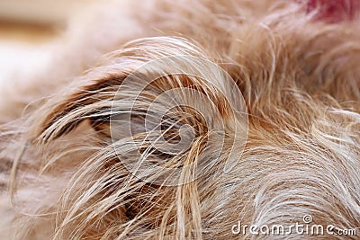 Dogs ear closeup