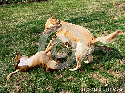 Dogs enjoying a sunny day