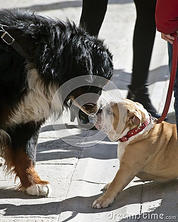 Dogs in love