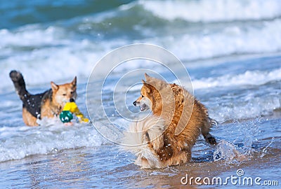 Dogs playing on the beach