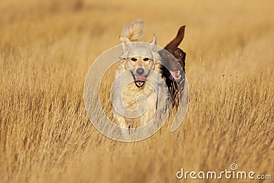 Dogs Running at Golden Hour