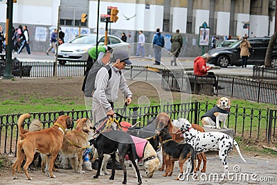 Dogs on the street in Buenos Aires