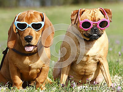 Dogs with Sunglasses