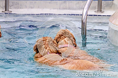 Dogs Swimming in Public Pool