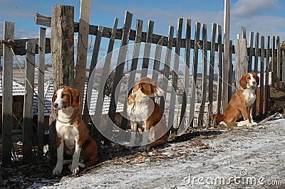 dogs-tied-to-fence-6612763.jpg (400×266)