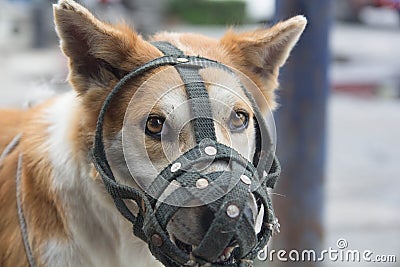 Dogs to muzzle