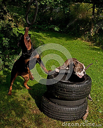 Dogs who train the muscle