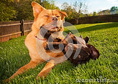 Dogs in the yard