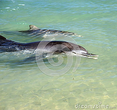 Dolphin baby and mother
