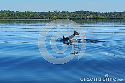 Dolphin diving into the water in Bocas del Toro