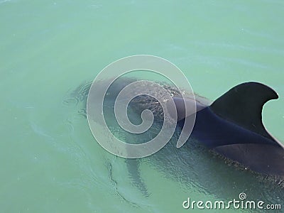 Dolphin fin in the gulf