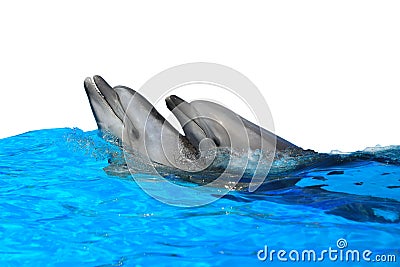 Dolphin