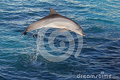 Dolphin Jump